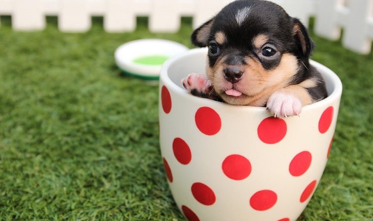 how to train a puppy